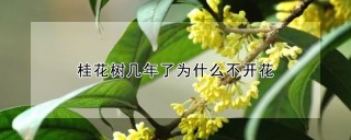 桂花树几年了为什么不开花,第1图