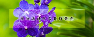 植物通过什么获得营养,第1图