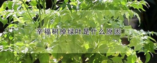 辛福树掉绿叶是什么原因,第1图