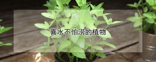 喜水不怕涝的植物,第1图