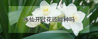 水仙开过花还能种吗,第1图