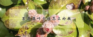 茶花落叶干枝怎么补救,第1图