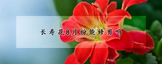 长寿花8月份能修剪吗,第1图