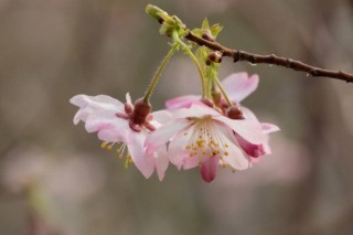 樱花夏天可以修剪吗,第3图