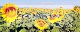 像向日葵的花叫什么花,第1图