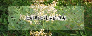 桂树和桂花树的区别,第1图