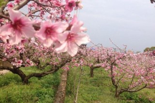 如何延长桃花花期，加强光照并保证养分,第3图