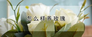 怎么样养玫瑰,第1图