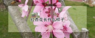 红杏花长什么样子,第1图