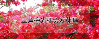 三角梅光杆会发芽吗,第1图