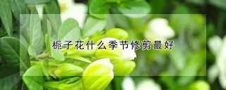 栀子花什么季节修剪最好,第1图