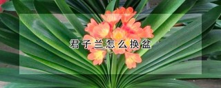 君子兰怎么换盆,第1图