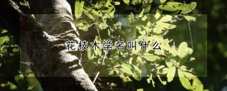 花枝木学名叫什么,第1图