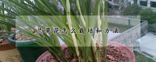 兰草花怎么栽培和方法,第1图