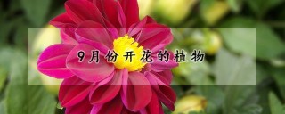 9月份开花的植物,第1图