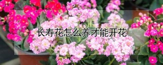 长寿花怎么养才能开花,第1图