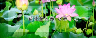 荷花怎么养 水养,第1图