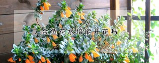 金鱼花水培能开花吗,第1图