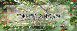 野生树莓什么时候成熟,第1图