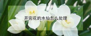 开完花的水仙怎么处理,第1图