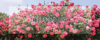 藤月季多久开花,第1图