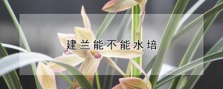 建兰能不能水培,第1图