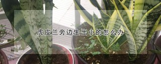 虎皮兰旁边生出小的怎么办,第1图