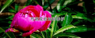 芍药花后如何养护,第1图