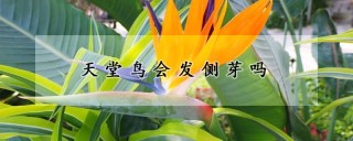 天堂鸟会发侧芽吗,第1图