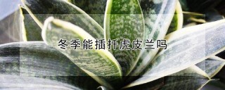 冬季能插扦虎皮兰吗,第1图