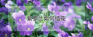 紫罗兰如何插花,第1图