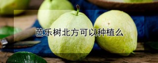 芭乐树北方可以种植么,第1图