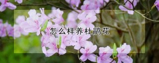 怎么样养杜鹃花,第1图