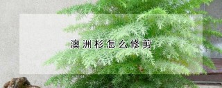 澳洲杉怎么修剪,第1图