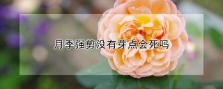 月季强剪没有芽点会死吗,第1图