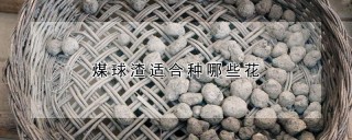 煤球渣适合种哪些花,第1图