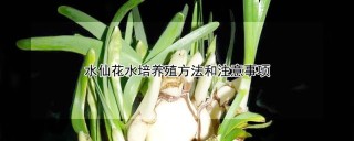 水仙花水培养殖方法和注意事项,第1图