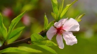 桃花的叶子长什么样子,第1图