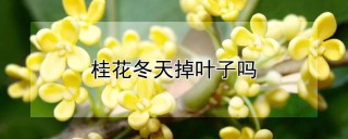 桂花冬天掉叶子吗,第1图