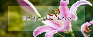 百合花苗尖烂了怎么办,第1图