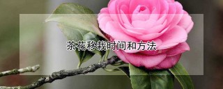 茶花移栽时间和方法,第1图