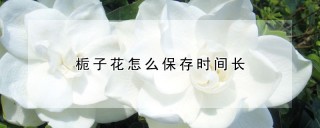 栀子花怎么保存时间长,第1图