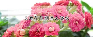 长寿花花期怎么浇水,第1图