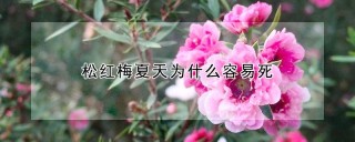 松红梅夏天为什么容易死,第1图