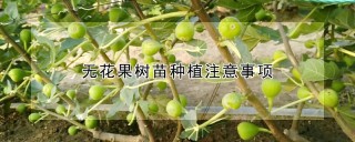 无花果树苗种植注意事项,第1图