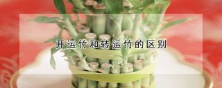 开运竹和转运竹的区别,第1图