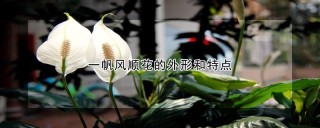 一帆风顺花的外形和特点,第1图