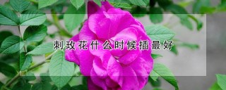 刺玫花什么时候插最好,第1图