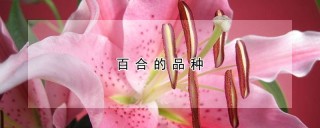 百合的品种,第1图