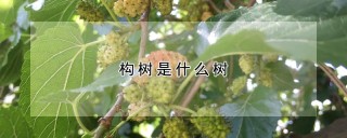 构树是什么树,第1图